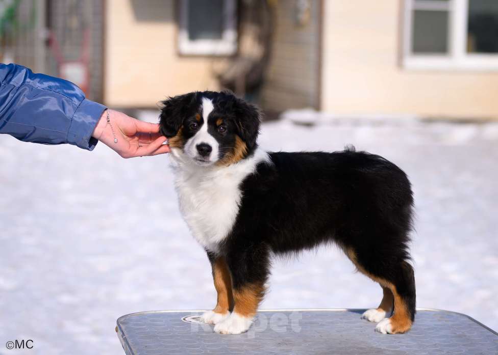 Собаки в других городах Московской области: Продается девочка миниаусси Девочка, 60 000 руб. - фото 2