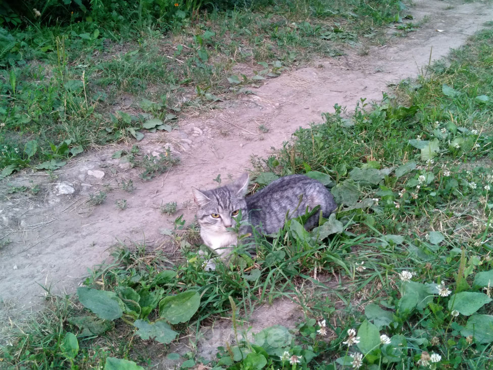 Кошки в Рязани: отдаю в добрые руки Девочка, Бесплатно - фото 1
