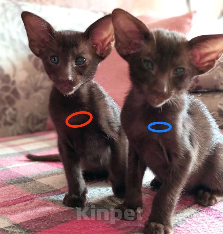 Кошки в Санкт-Петербурге: Ориентальные котята,ушастиеи Мальчик, 35 000 руб. - фото 5