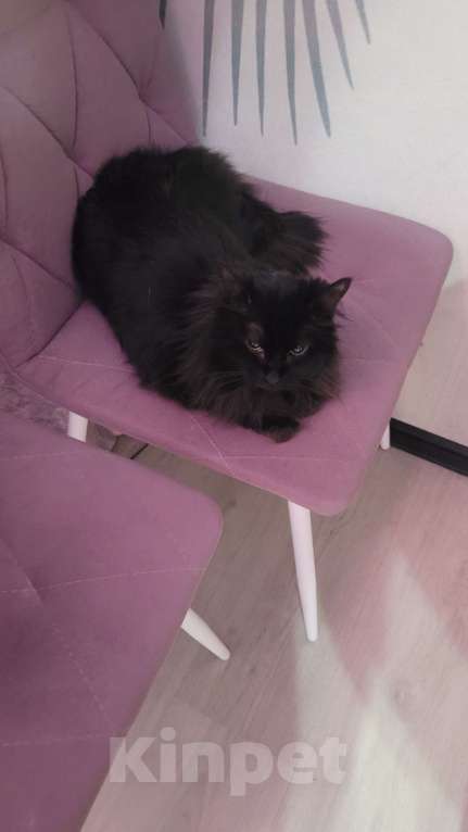 Кошки в Кировске (Мурманская область): Отдам в добрые руки бесплатно. Девочка, Бесплатно - фото 4