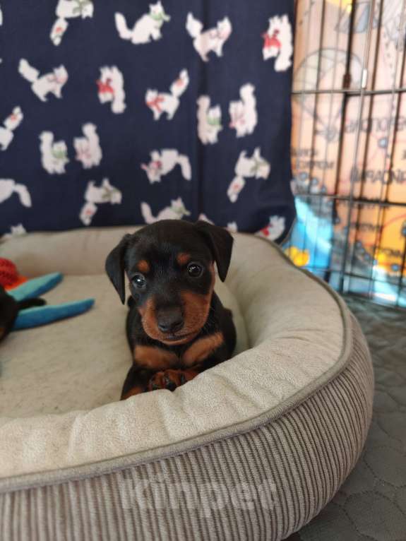 Собаки в Ореховом-Зуево: Щенки цвергпинчера Мальчик, 50 000 руб. - фото 1