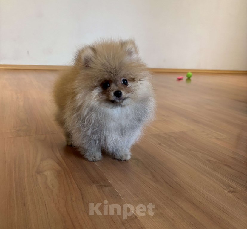 Собаки в Санкт-Петербурге: Померанский шпиц мини мальчик Лайк  Мальчик, 55 000 руб. - фото 2