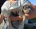 Собаки в Новороссийске: Американский булли Девочка, 50 000 руб. - фото 2