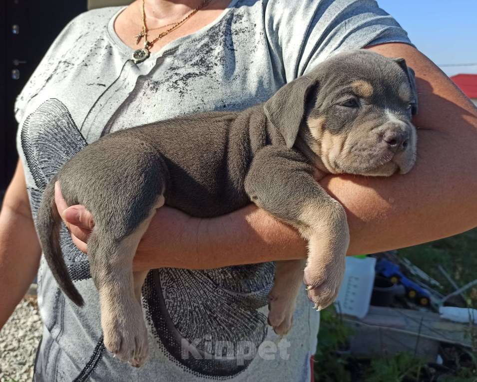 Собаки в Новороссийске: Американский булли Девочка, 50 000 руб. - фото 2