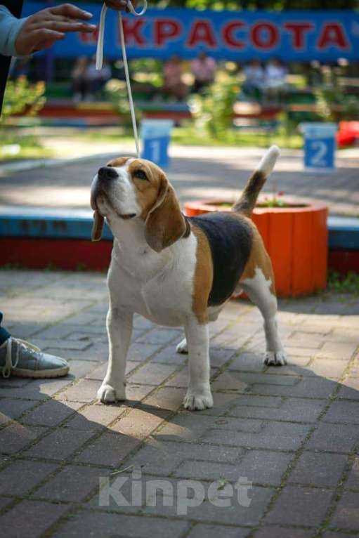 Собаки в Белгороде: Кобель для вязки Мальчик, 10 000 руб. - фото 1
