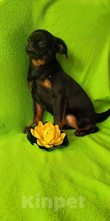 Собаки в Санкт-Петербурге: Очаровательная красотка Девочка, 80 000 руб. - фото 1