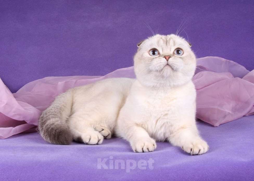 Кошки в Санкт-Петербурге: Скоттиш фолд кошечка Valery  Девочка, 35 000 руб. - фото 4