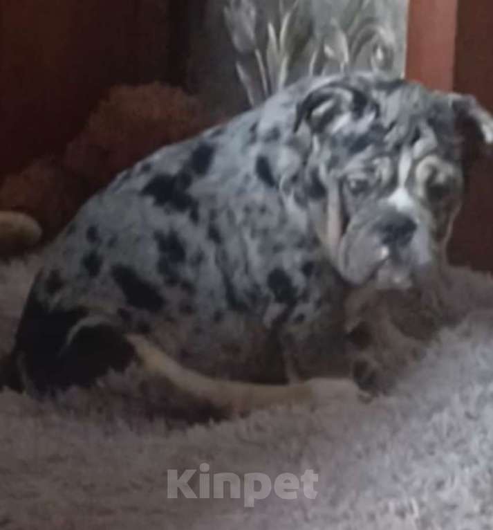 Собаки в Москве: Английский бульдог Девочка, 50 000 руб. - фото 2