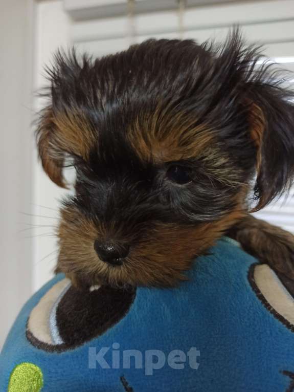 Собаки в Перми: Йорк, мальчик Мальчик, 22 000 руб. - фото 2