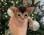 Кошки в Липецке: Продается абиссинский котенок  Мальчик, 60 000 руб. - фото 5