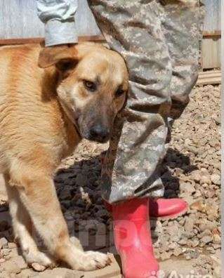 Собаки в Москве: Вашингтон Мальчик, Бесплатно - фото 2