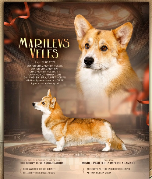 Собаки в других городах Московской области: Щенок Вельш корги пемброк Мальчик, 80 000 руб. - фото 5