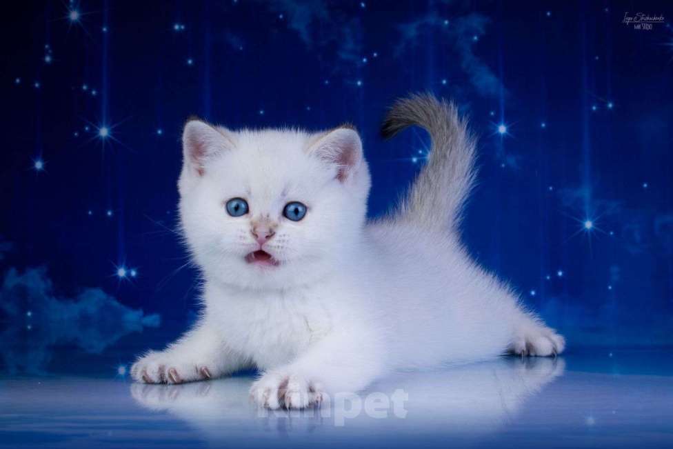 Кошки в Петрозаводске: Шотландские котята золотая шиншилла в поинтовом окрасе Мальчик, 37 000 руб. - фото 6