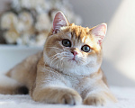 Кошки в Владивостоке: Британский котёнок. Шикарная шоколадка Девочка, 110 000 руб. - фото 4