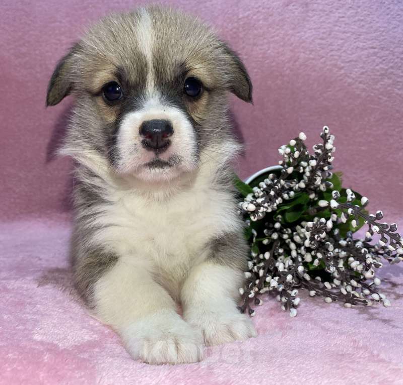 Собаки в Брянске: Щенки вельш-корги пемброк  Девочка, 40 000 руб. - фото 2