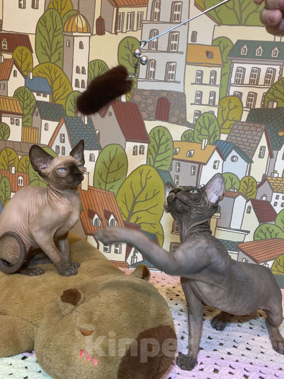 Кошки в Москве: Шикарная породная канадочка Девочка, 40 000 руб. - фото 7