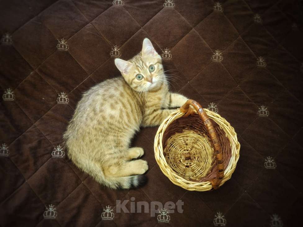 Кошки в Москве: Шотландский котенок шоколадный пятнистый Мальчик, 15 000 руб. - фото 2
