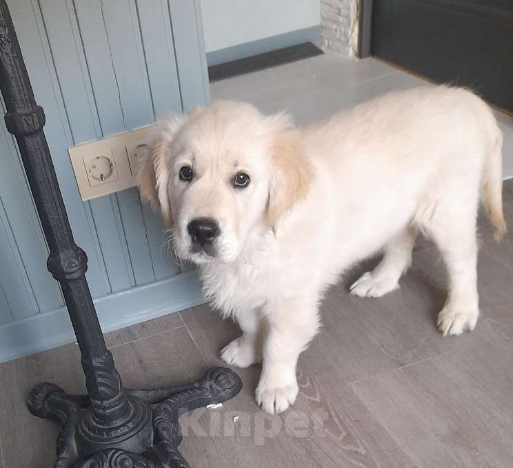 Собаки в других городах Московской области: Супер щенки от международных чемпионов Мальчик, Бесплатно - фото 6