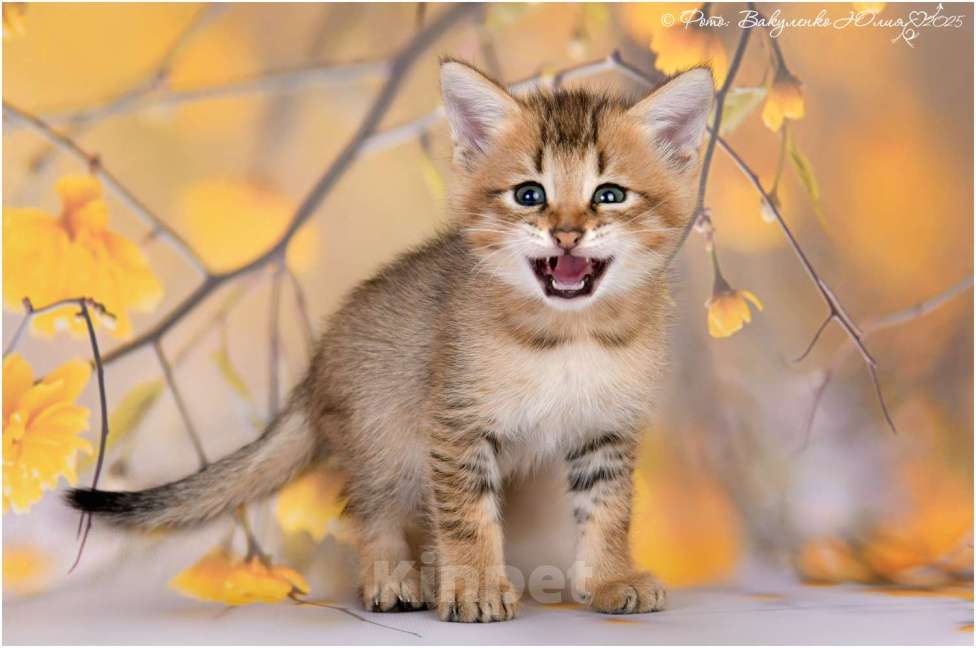 Кошки в Геленджике: Чаузи Мальчик, 35 000 руб. - фото 2