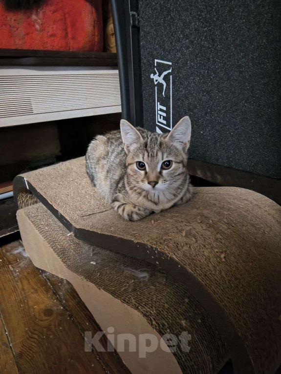 Кошки в Москве: Люси Девочка, Бесплатно - фото 1