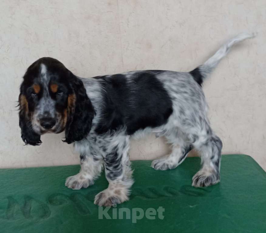 Собаки в Набережных Челнах: Щенок английского кокер спаниеля Мальчик, Бесплатно - фото 2