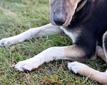 Собаки в Красноармейске: Подросший щенок, помесь гончей  Девочка, Бесплатно - фото 2