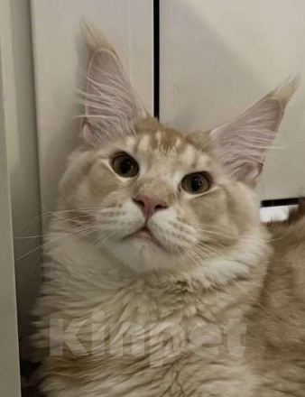 Кошки в Санкт-Петербурге: Кот Мейн-Кун вязка Мальчик, Бесплатно - фото 2