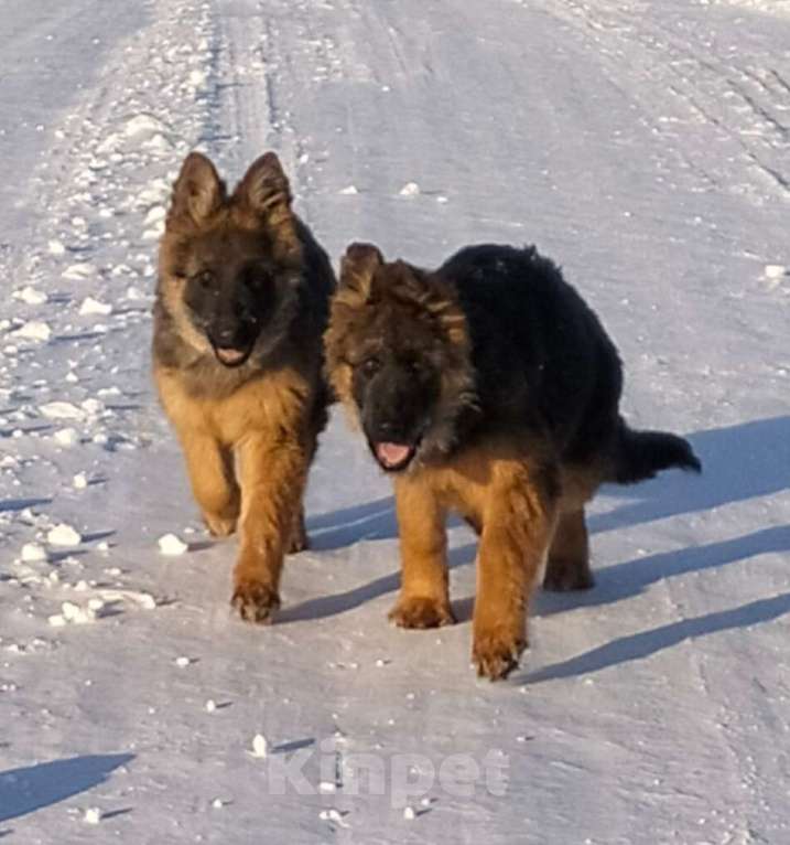 Собаки в других городах Красноярского края: щенки немецкой овчарки длинники Девочка, 45 000 руб. - фото 7