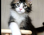 Кошки в Перми: Котята мейн-кун Девочка, 25 000 руб. - фото 6