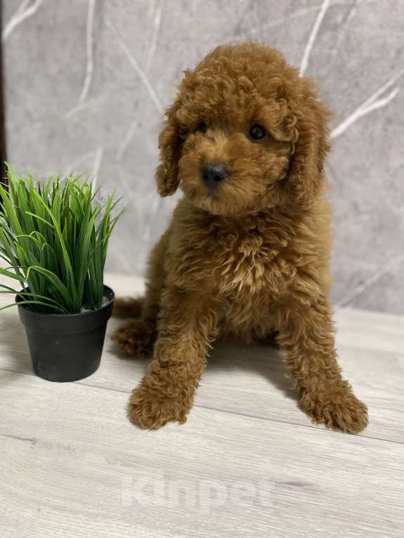 Собаки в Воронеже: Той-пудель щенки редбраун Разнополые, Бесплатно - фото 1