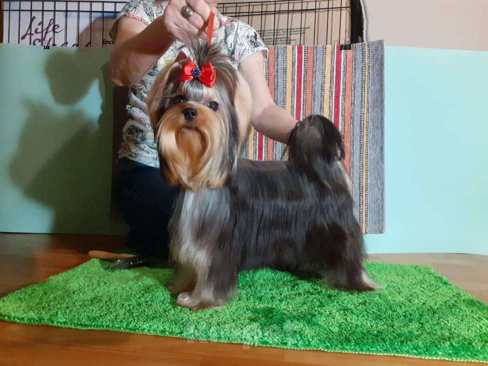 Собаки в Королеве: Девочка йорк, 9 мес. Девочка, 100 000 руб. - фото 3