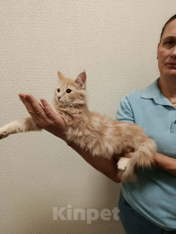 Кошки в Москве: Норвежская лесная кошка Девочка, 50 000 руб. - фото 2
