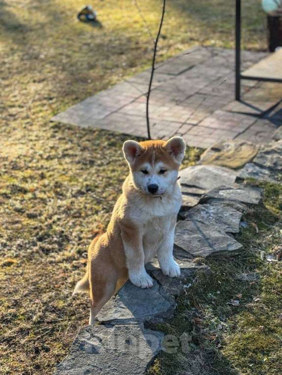 Собаки в Москве: Щенки Акита Ину Мальчик, 35 000 руб. - фото 6