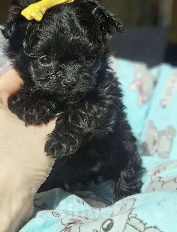 Собаки в Химках: Щенок Мальтипу МИКРО Девочка, 80 000 руб. - фото 2