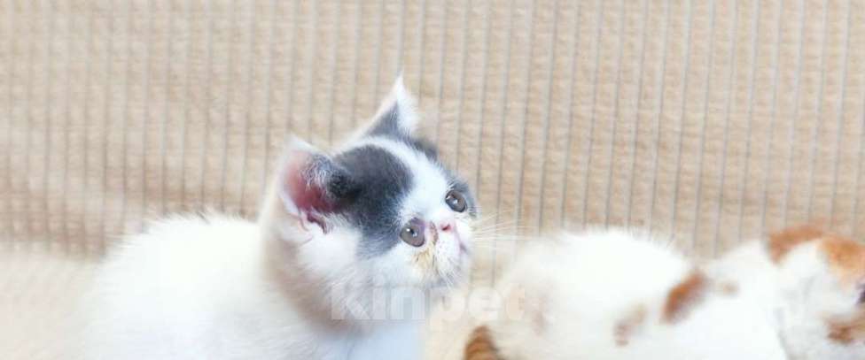 Кошки в Липецке: Элитные плюшевые котики Мальчик, 25 000 руб. - фото 3