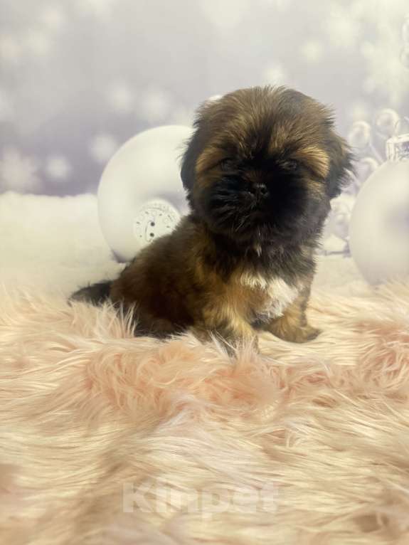 Собаки в Смоленске: Малышка в очень ярком окрасе Девочка, 35 000 руб. - фото 2