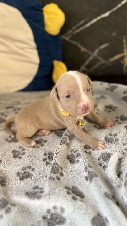 Собаки в Санкт-Петербурге: Девочка 🩷 Девочка, 40 000 руб. - фото 7