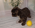 Собаки в Москве: Шоколадный малыш йорка Мальчик, 35 000 руб. - фото 6