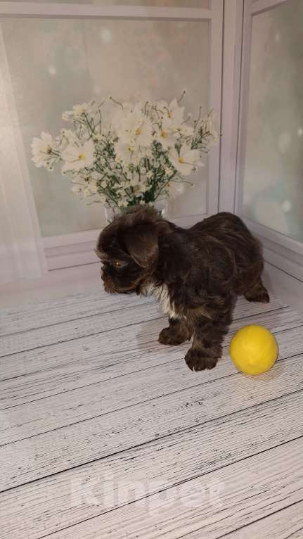 Собаки в Москве: Шоколадный малыш йорка Мальчик, 35 000 руб. - фото 6