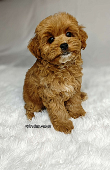 Мальтипу GOLDEN мальчик