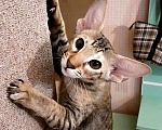 Кошки в Волгограде: Ориентальные котята Мальчик, 50 000 руб. - фото 7