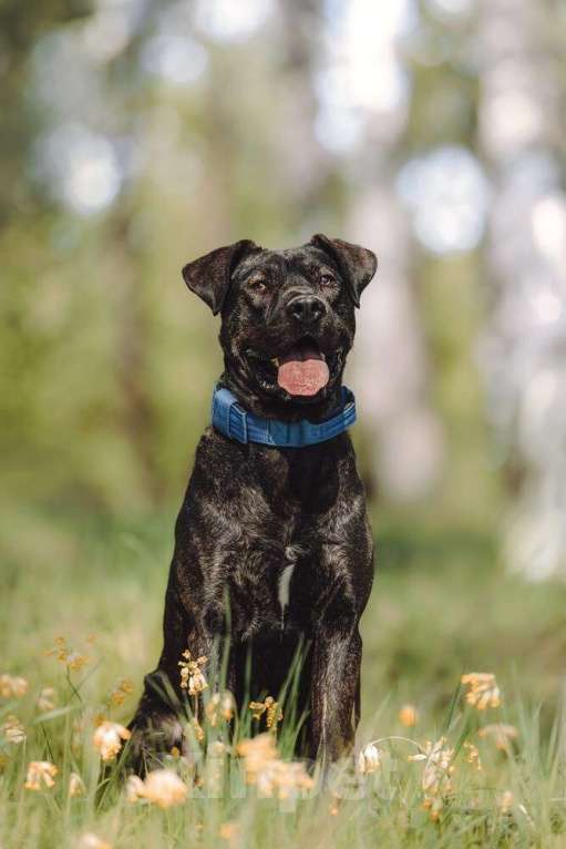 Собаки в Москве: Метис алано эспаньол Дони в добрые руки Мальчик, 1 руб. - фото 5