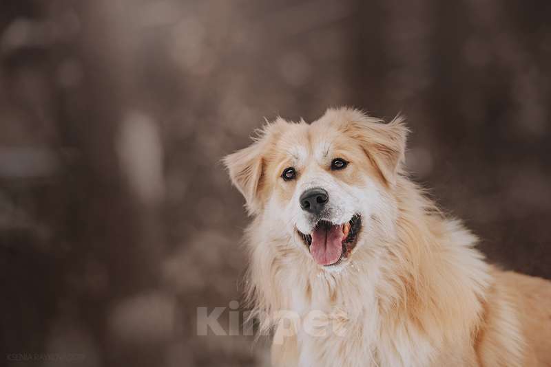 Собаки в Москве: Шикарный пёс Нортон в добрые руки. Мальчик, Бесплатно - фото 5
