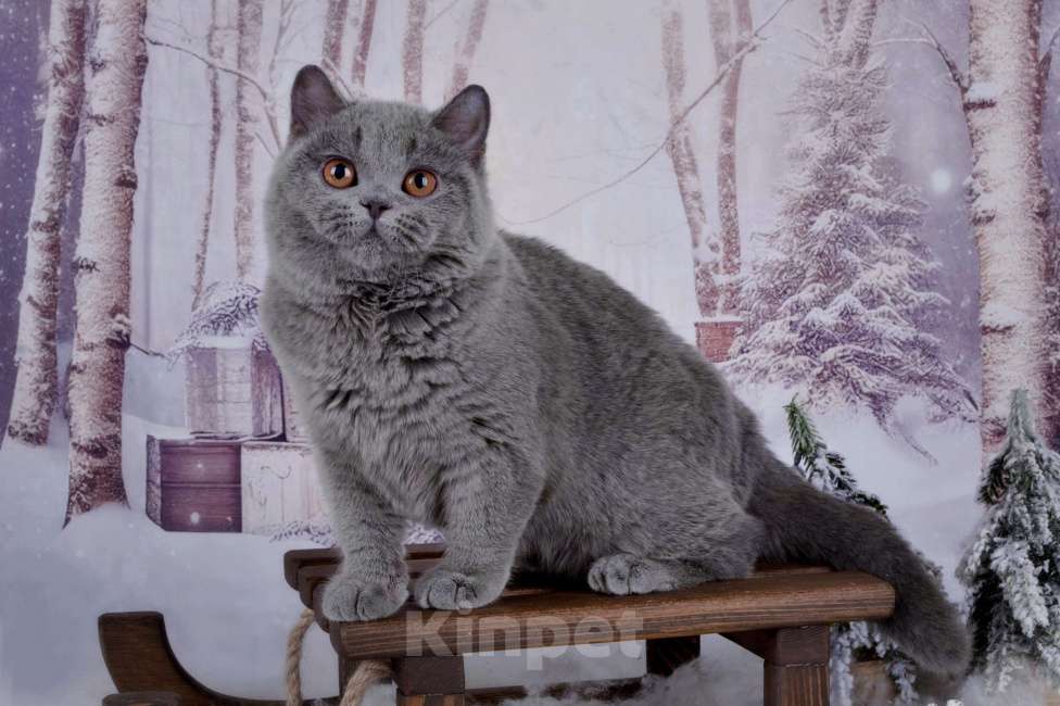 Кошки в Санкт-Петербурге: Голубая британская плюшечка Девочка, 40 000 руб. - фото 1