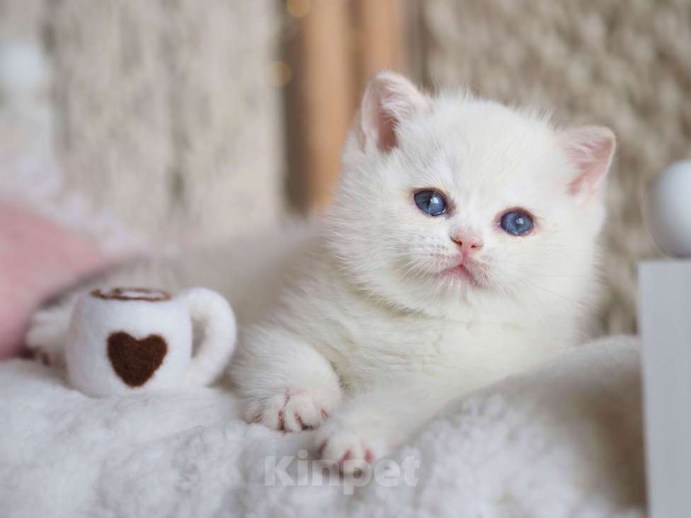 Кошки в Москве: Британский котёнок Неся Девочка, 150 000 руб. - фото 1