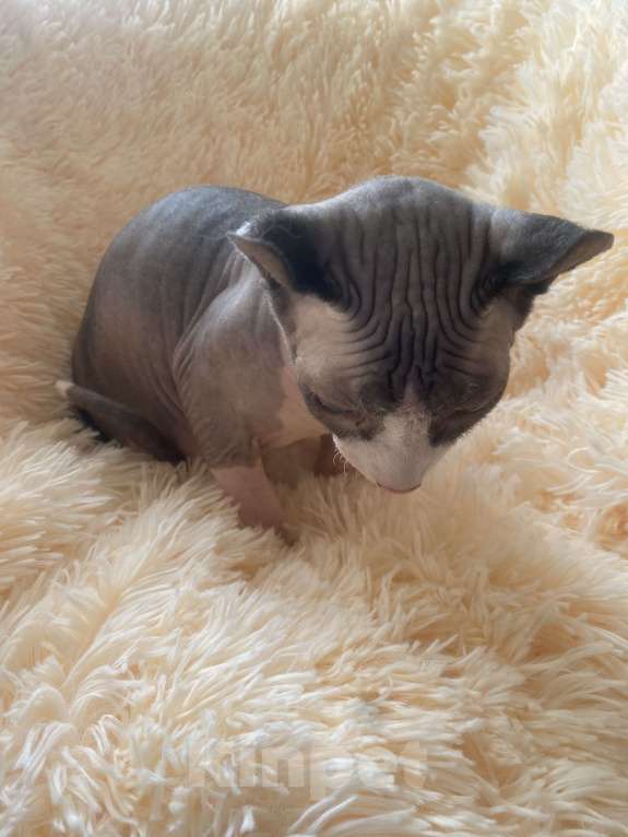 Кошки в Балашихе: Сфинск Мальчик, 25 000 руб. - фото 2