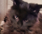 Кошки в Москве: Черный принц. Мальчик, 20 000 руб. - фото 1