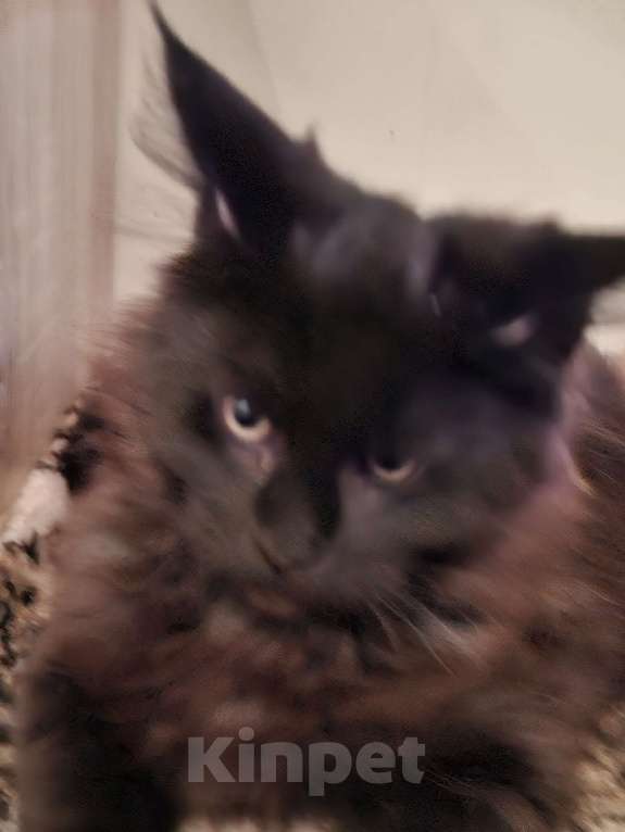 Кошки в Москве: Черный принц. Мальчик, 20 000 руб. - фото 1