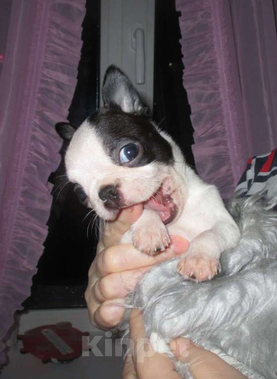 Собаки в Пскове: Щенки бостон терьера Мальчик, 50 000 руб. - фото 7