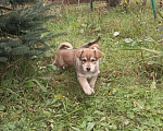 Собаки в Реутове: Умный щенок Флэш в дар Мальчик, 50 руб. - фото 3